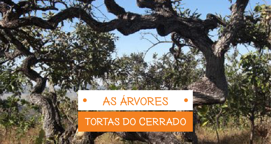 As árvores tortas do Cerrado